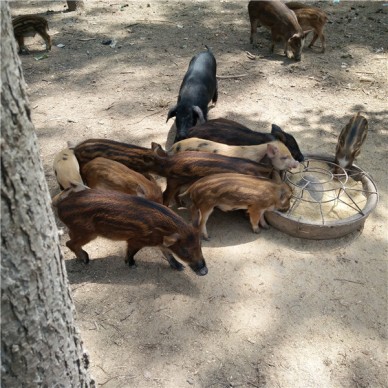 山东济宁齐轩大型香猪养殖基地  香猪养殖趋势分析 香猪养殖技术指导