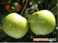 随州梨树苗-供应黄花梨树苗-湖北果茶所(推荐商家)