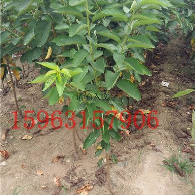 嫁接樱桃苗品种  车厘子樱桃苗价格 1.5厘米车厘子