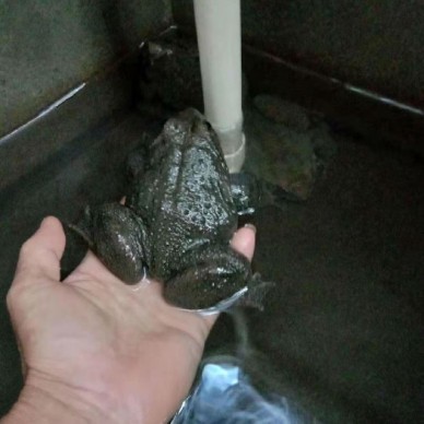佳鑫石蛙 石蛙 商品蛙 成活率高
