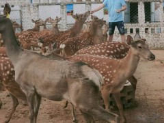 鹿路行 梅花鹿 梅花鹿价格 人工驯养梅花鹿 优质梅花鹿 梅花鹿养殖技术及喂养