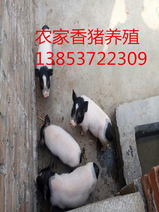 安微芜湖常年供应巴马香猪种猪香猪养殖场厂野猪崽批发