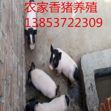 安微芜湖常年供应巴马香猪种猪香猪养殖场厂野猪崽批发