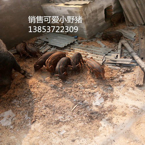 2019河南省常年供应巴马香猪种猪野猪养殖场厂