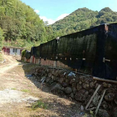 佳鑫石蛙 蝌蚪厂家 小娃 小蝌蚪