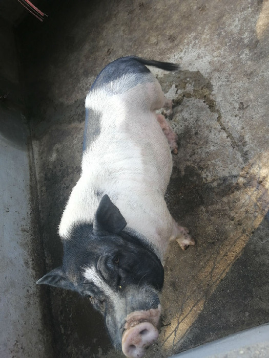 迷你小香猪  巴马香猪价格 出售小香猪厂家 批发供应