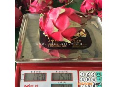 台湾红心火龙果苗-金田源享有美誉-台湾红心火龙果苗批发