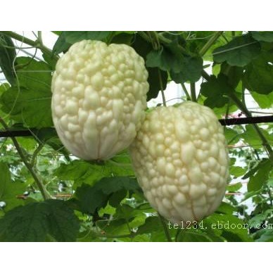 新型瓜果种子 苹果苦瓜种子