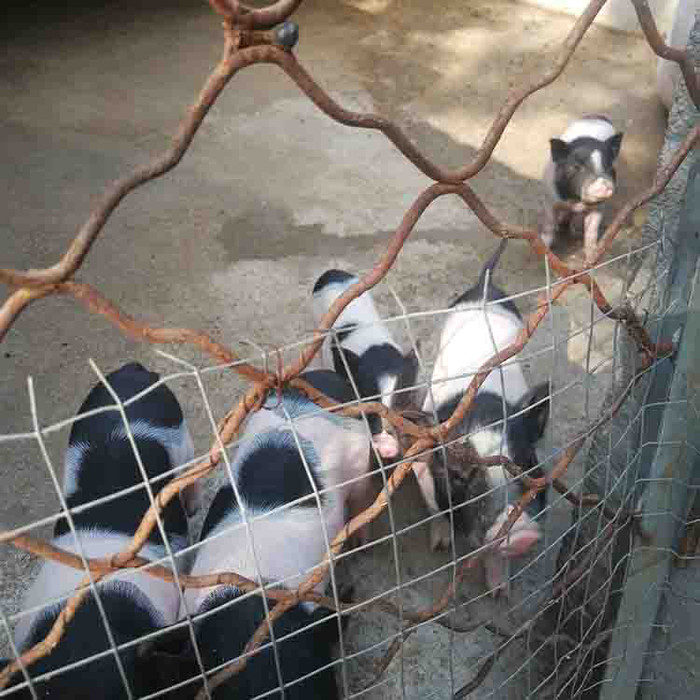 巴马香猪  巴马香猪价格 小香猪价格 厂家常年出售
