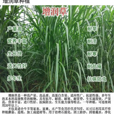 增润草新型皇竹草巨菌草台湾甜象草红象草桂牧一号高产牧草种节