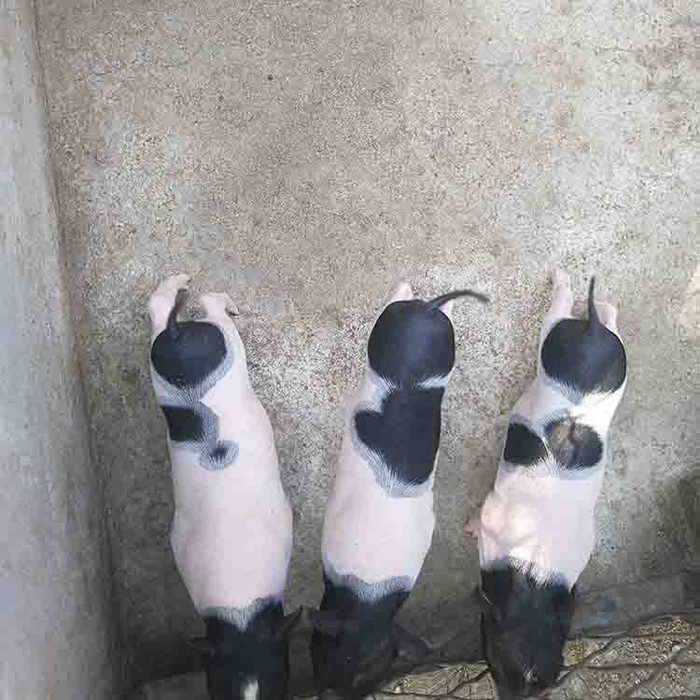 宠物猪  巴马香猪价格 香猪批发价格 常年供应