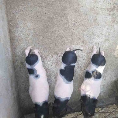 宠物猪  巴马香猪价格 香猪批发价格 常年供应