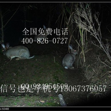 宜昌西陵野兔养殖养殖公司批发