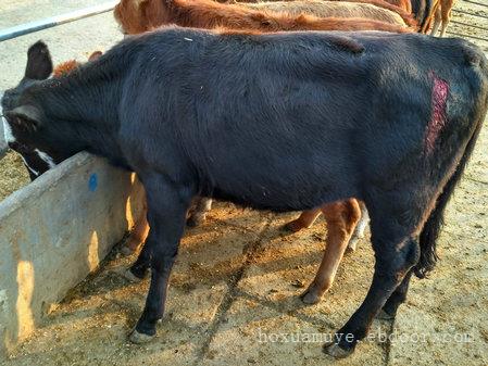 200斤安格斯牛仔养殖利润