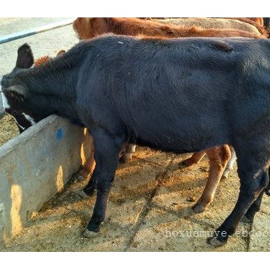 200斤安格斯牛仔养殖利润