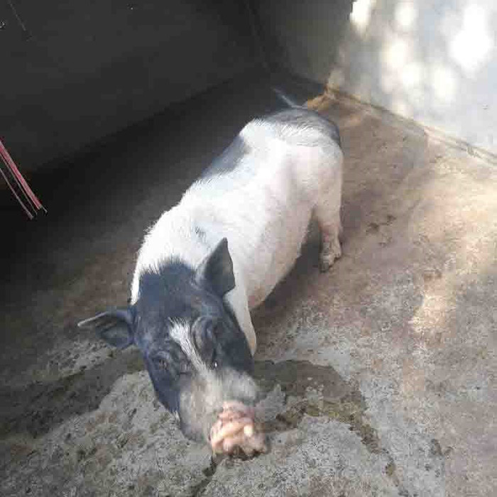 巴马香猪  巴马香猪价格 批发采购香猪 养殖场出售