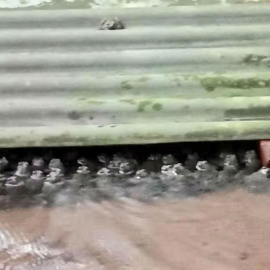 佳鑫石蛙 生态养殖厂家直销 野生石蛙 营养价值高