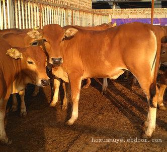 2020鲁西黄牛养殖利润