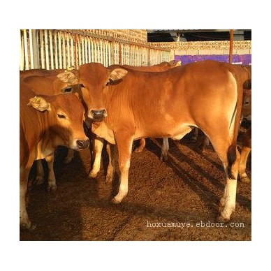 2020鲁西黄牛养殖利润