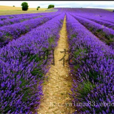 薰衣草苗-彦明花卉苗木供应优良的薰衣草