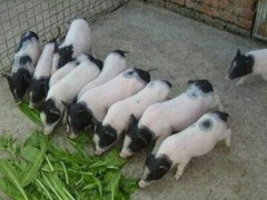 建国珍禽养殖场 巴马香猪 种猪 商品香猪 香猪种苗 电话议价