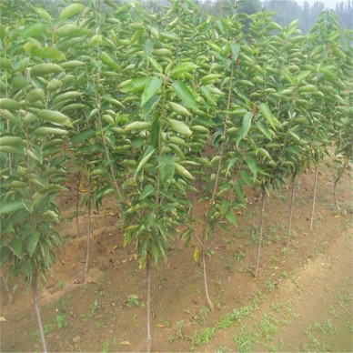 沃田苗木樱桃苗质优价廉成活率高矮化樱桃苗基地直销价格优惠