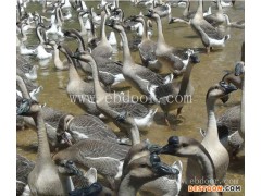 石嘴山火鸭苗批发价格一只价格行情