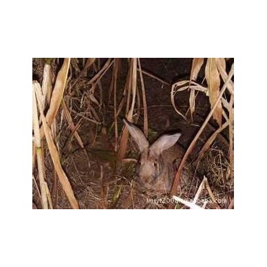 野兔种兔销售现场学习