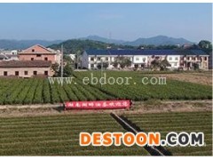 油茶树苗报价-浙江油茶树苗-湖畔油茶苗(查看)