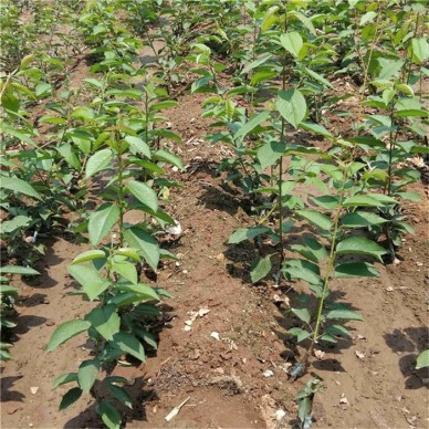 樱桃苗基地 3公分樱桃苗价格 3公分樱桃苗缓苗技术