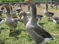 鼎发养鹅场批发大种鹅苗 狮头鹅鹅苗价格 马冈鹅苗批发