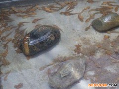 佳鑫石蛙 石蛙蝌蚪 棘胸蛙 石蛙蝌蚪 专业养殖石蛙，营养丰富，幼苗蝌蚪成活率高