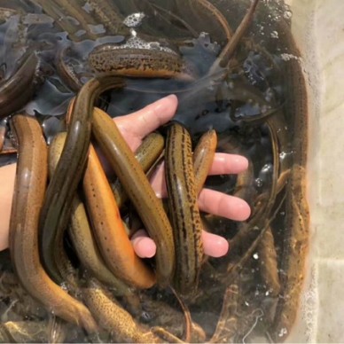 [供]四川本地野生黄鳝