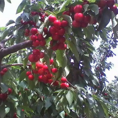 润泽农业樱桃苗-樱桃树苗