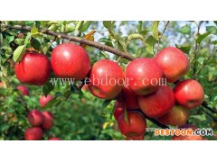 1年苗美脆矮化苹果批发基地厂家报价
