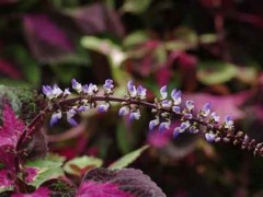 紫苏人工栽培技术及采收和应用