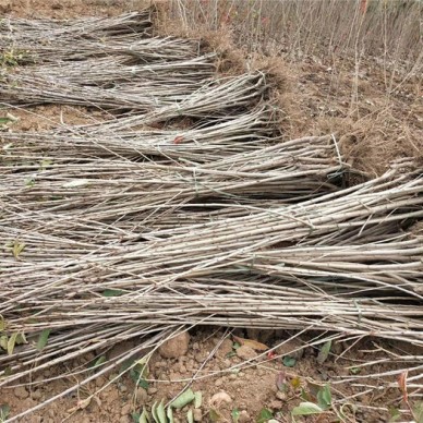 润泽农业-福星樱桃苗批发-福星樱桃苗价格-福星樱桃苗基地