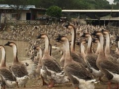 鼎发养鹅场批发雁鹅 饶平狮头鹅 鹅苗价格