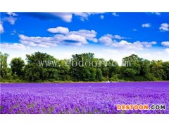 多花木兰批发-多花木兰-二月蓝花种批发(查看)