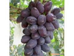 葡萄代收-鲁粒大棚葡萄苗-葡萄代收基地