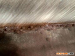 佳鑫石蛙 石蛙蝌蚪厂家 野生石蛙 个头肥大