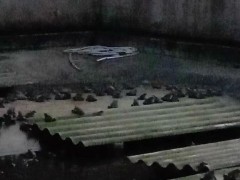 佳鑫石蛙 石蛙厂家 小娃 蛙苗