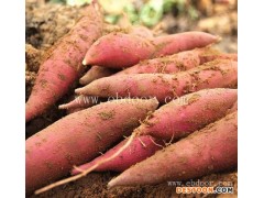 哪里有商薯19红薯苗-商薯19红薯苗-佰丰红薯大田苗(查看)