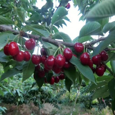 汇盛 美早樱桃苗 当年结果 俄罗斯8号樱桃苗 品种齐全 量大优惠