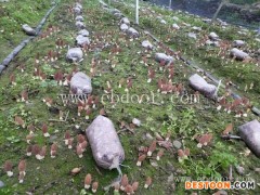 鸿福羊肚菌种植(图)-野生羊肚菌的价格-芜湖羊肚菌