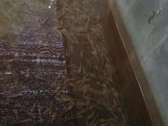 佳鑫石蛙 生态养殖 野生石蛙 蛙苗