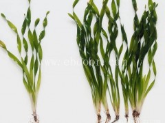 大量供应矮型苦草价格-众禾水生植物-连云港矮型苦草价格