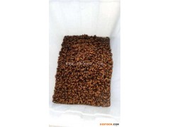 人工金蝉养殖技术培训-金蝉养殖技术培训-亿鸣金蝉养殖基地