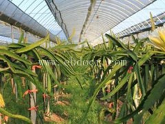 哪里有红心火龙果苗批发-火龙果苗-金田源优质的产品