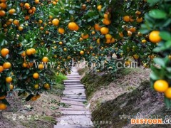 大分柑橘苗-果源农业—好苗木-大分柑橘苗价格